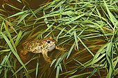 Natterjack toad (Bufo calamita) in amarsh, Calvados, Normandie, France