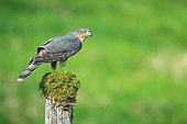 European Sparrowhawk (Accipiter nisus) male on a mossy stake in a position of intimidation