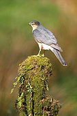 European Sparrowhawk (Accipiter nisus) male on a mossy stump