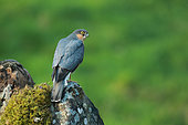 European Sparrowhawk (Accipiter nisus) male on a mossy rock