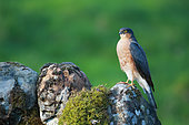 European Sparrowhawk (Accipiter nisus) male on a mossy rock