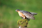 European Sparrowhawk (Accipiter nisus) male on a mossy stake in a position of intimidation