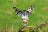 European Sparrowhawk (Accipiter nisus) male on a stump, seen from behind, wings apart