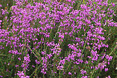 Dorset Heather (Erica ciliaris) in bloom, Lessay Heath, Manche, Normandy, France