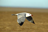 Audouin's Gull (Larus audouinii) in flight over a beach, Spain