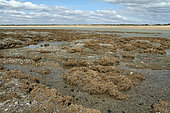 Tube-building worm (Sabellaria alveolata) tubal worm at low tide