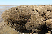 Tube-building worm (Sabellaria alveolata) tubal worm at low tide