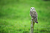 Short-eared Owl (Asio flammeus) on a fence of a pasture, Marais poitevin, France