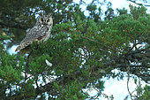 Long-eared Owl (Asio otus) at rest in Pine