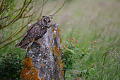 Long-eared Owl (Asio otus) adult on a rock