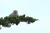 Long-eared Owl (Asio otus) at rest in Pine