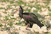 Bald Ibis (Geronticus eremita) in its natural environment among the rock