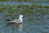 Audouin's Gull (Larus audouinii) swimming in a rice field, Ebro Delta, Spain
