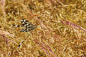 Spoonwing (Nemoptera bipennis) on grass