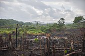 Fire cleared jungle, Kenema, Eastern Province, Sierra Leone, Africa