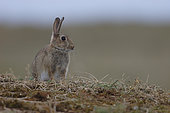 Wild rabbit (Oryctolagus cuniculus) in the dune, Great dune Gavre site, Quiberon, Morbihan, Brittany, France