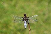 Eurasian red dragonfly (Libellula depressa ) on a twig, France