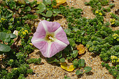 Beach Morningglory (Calystegia soldanella) flower in a dune Landes, France