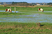 Marsh landscape with ponies, Breton-Vendée marsh, Vendée, France