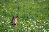 Alpine Marmot (Marmota marmota) standing in a meadow, Vanoise National Park, Alps, France