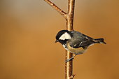 Coal tit (Parus ater) on a branch, France