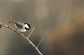 Coal tit (Parus ater) on a branch, France