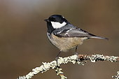 Coal tit (Parus ater) on a branch, Ille et Vilaine, Bretagne, France