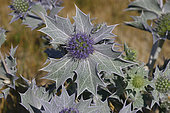 Seaside eryngo (Eryngium maritimum) emblem of the Conservatoire du Littoral, Manche, Normandy, France