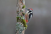 Middle Spotted Woodpecker (Dendrocopos medius) on a tree trunk, France