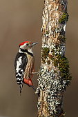 Middle Spotted Woodpecker (Dendrocopos medius) on a tree trunk, France