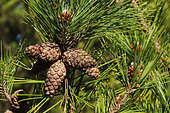 Maritime pine (Pinus pinaster) cones on the tree, France