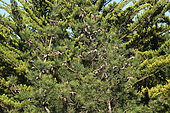 Maritime pine (Pinus pinaster) cones on the tree, France