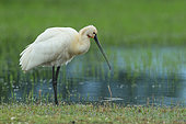 White Spoonbill (Platalea leucorodia) on the ground, Arcachon Basin, France