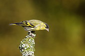 Siskin (Spinus spinus) male on a branch covered with moss, Orne, Normandy, France