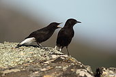 Black Wheatear (Oenanthe leucura) male in breeding plumage on a rock with a young man begging for food, France