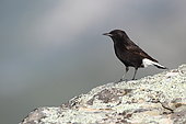 Black Wheatear (Oenanthe leucura) male in breeding plumage on a rock, France