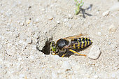 Sand Wasp (Bembix tarsata) digging its burrow, Aquitaine, France