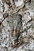 Grey cicada (Cicada orni) on bark, Provence, France