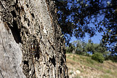 Grey cicada (Cicada orni) in an olive grove, Provence, France