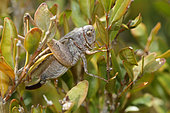 White-faced bush Cricket (Decticus albifrons) in foliage, Luberon, France