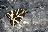 Jersey Tiger (Euplagia quadripunctaria) at the entrance of a cave, Luberon, France