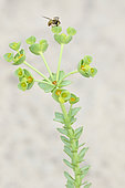 Sea Spurge (Euphorbia paralias) in bloom, France