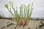 Sea Spurge (Euphorbia paralias) in sand, France