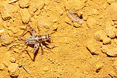 Wingless house-cricket (Gryllomorpha dalmatina) in an ocher quarry, Luberon, France