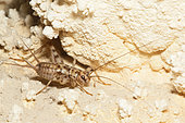 Wingless house-cricket (Gryllomorpha dalmatina) in a cave, Luberon, France