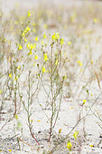 Ballast Toadflax (Linaria spartea) in bloom in sand, Aquitaine, France