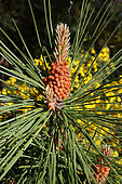 Maritime pine (Pinus pinaster) Flower in front of broom, Pinède du Bassin d'Arcachon, France