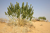 Roostertree (Calotropis procera) in bloom, Rajasthan Desert, India