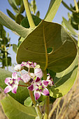 Roostertree (Calotropis procera) in bloom, Rajasthan Desert, India