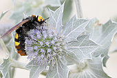 Mammoth Wasp (Megascolia maculata) on Seaside Eryngo (Eryngium maritimum), France
